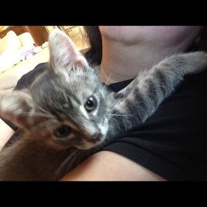 Meet your Posher, Percy